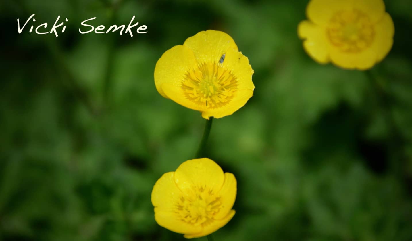 Free download `Search *World `Shopping  Love Small Business! Find Cool Domains You Love Vicki Semke.tech  video and edit with RedcoolMedia movie maker MovieStudio video editor online and AudioStudio audio editor onlin